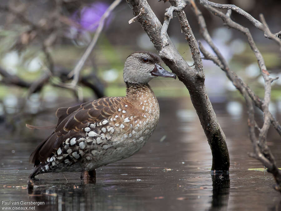 Dendrocygne tachetéadulte, identification