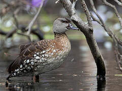 Dendrocygne tacheté