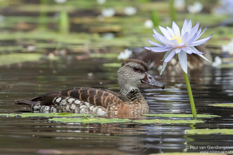 Spotted Whistling Duckadult