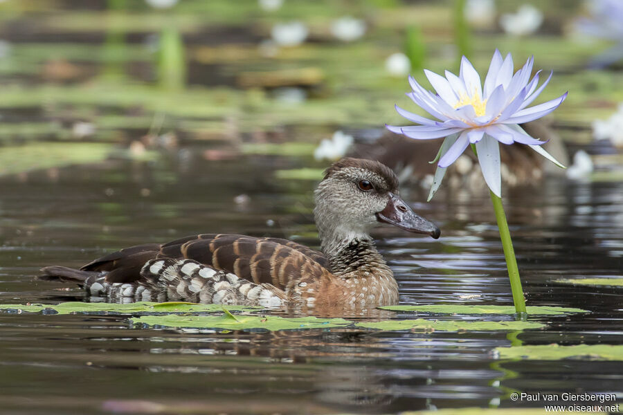 Dendrocygne tachetéadulte