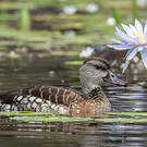 Dendrocygne tacheté