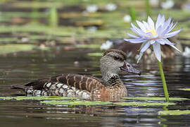 Dendrocygne tacheté