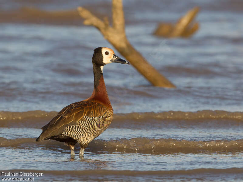 Dendrocygne veufadulte, identification