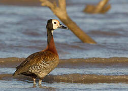 White-faced Whistling Duck