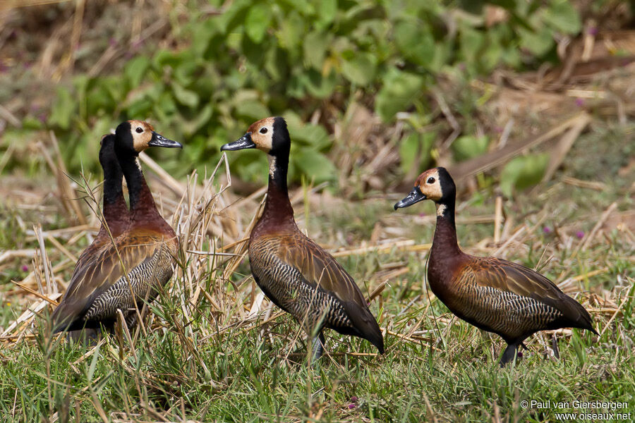 White-faced Whistling Duck