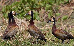 White-faced Whistling Duck