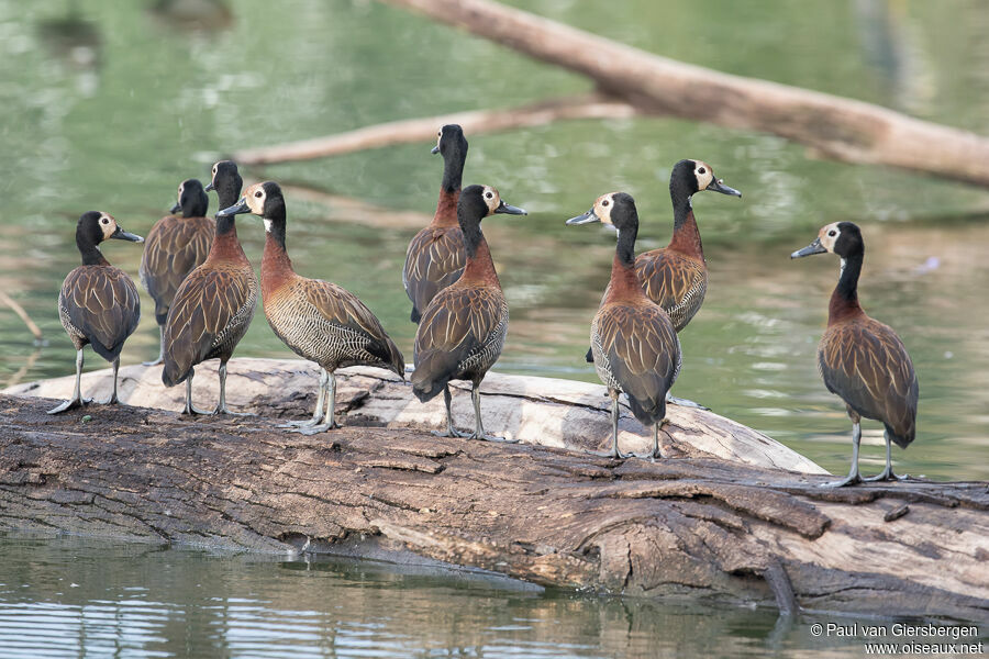 White-faced Whistling Duckadult