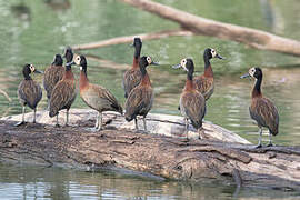 White-faced Whistling Duck