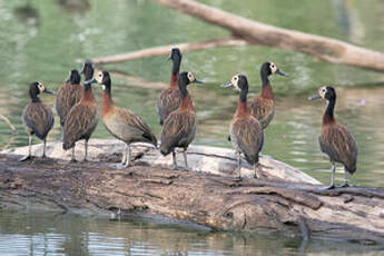 Dendrocygne veuf