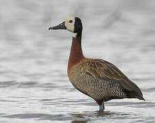 White-faced Whistling Duck