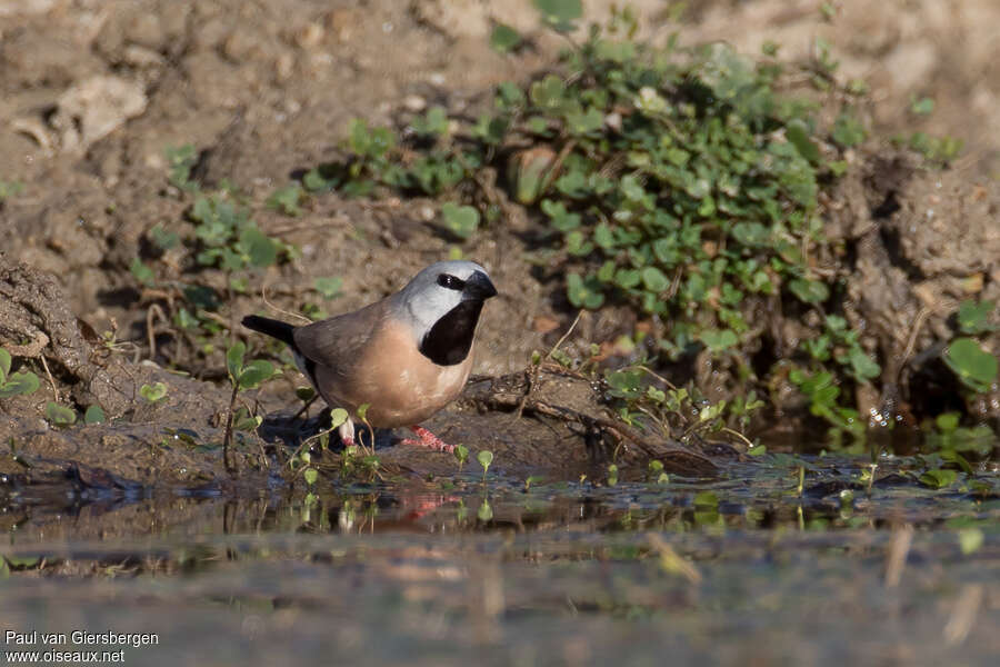 Black-throated Finchadult, habitat, pigmentation, drinks