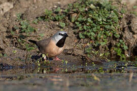 Black-throated Finch