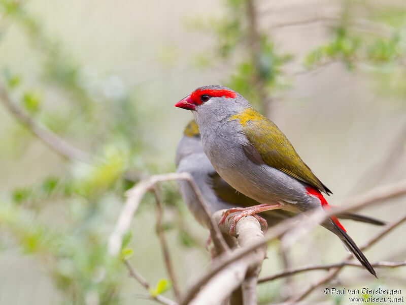 Red-browed Finch