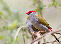 Red-browed Finch