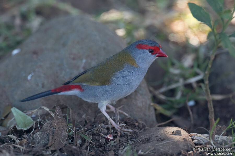 Red-browed Finchadult