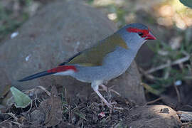 Red-browed Finch