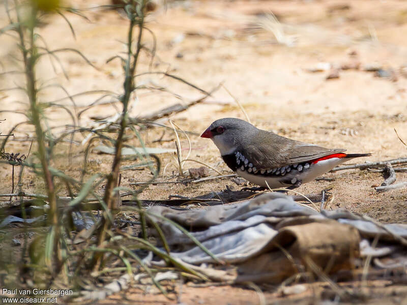 Diamond Firetailadult, pigmentation, fishing/hunting, Behaviour