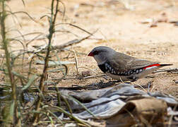 Diamond Firetail