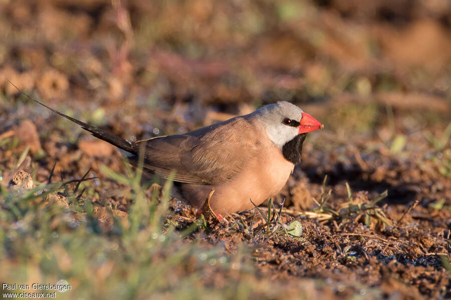 Long-tailed Finchadult, identification