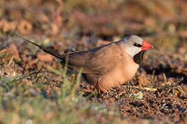 Long-tailed Finch