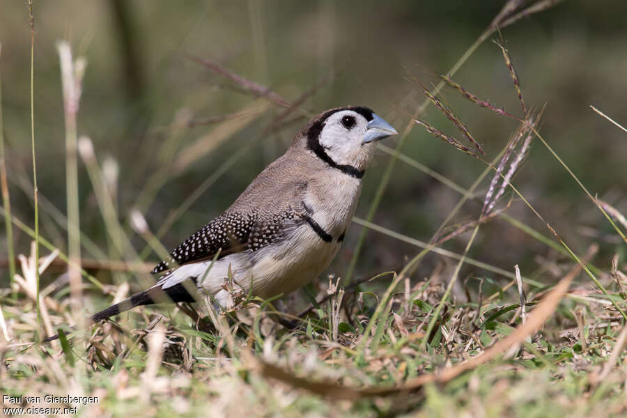 Double-barred Finchadult, identification