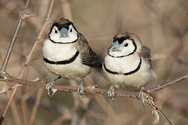 Double-barred Finch