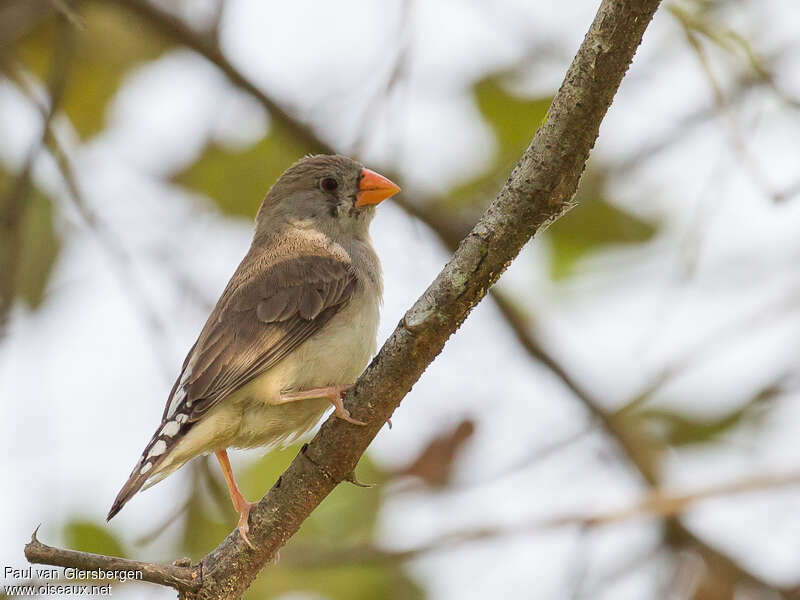 Diamant mandarin femelle adulte, identification