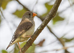 Zebra Finch