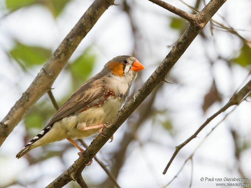 Zebra Finch