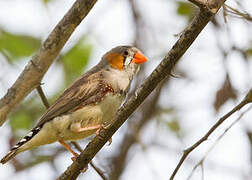 Sunda Zebra Finch