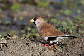 Masked Finch