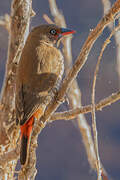 Painted Finch