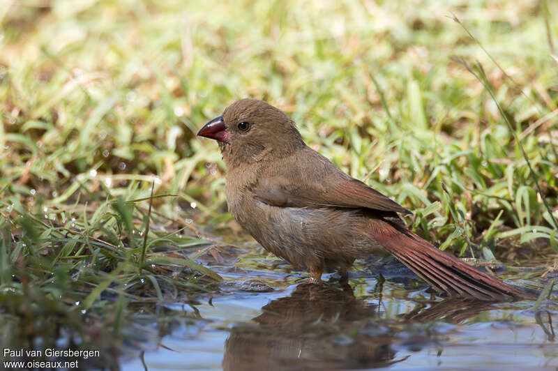 Crimson Finchjuvenile, identification