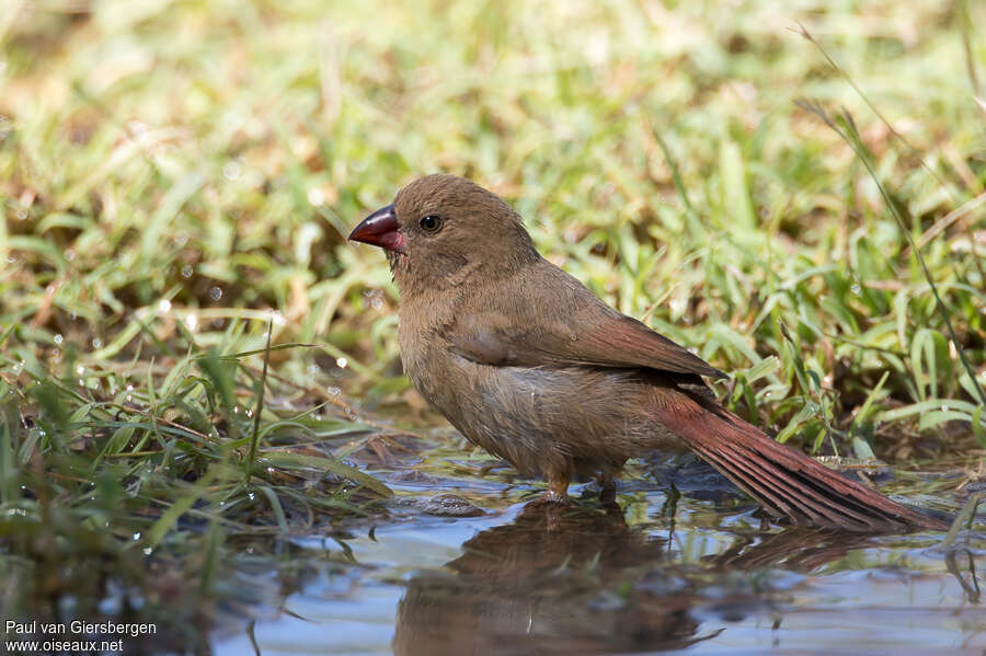 Crimson Finchjuvenile, identification