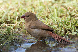 Crimson Finch