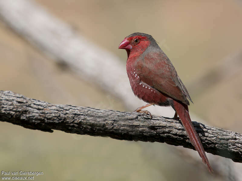 Crimson Finch male adult, identification