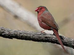 Crimson Finch