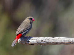 Beautiful Firetail