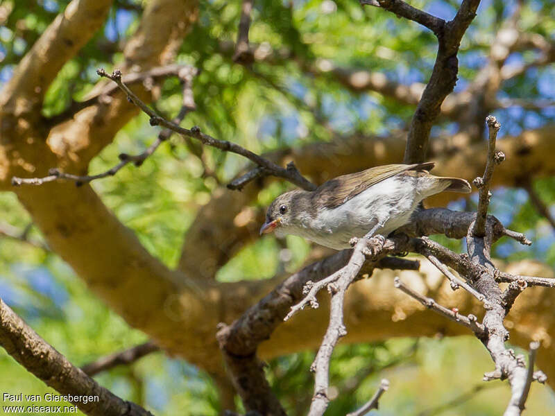 Thick-billed Flowerpeckeradult, identification