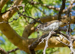 Thick-billed Flowerpecker