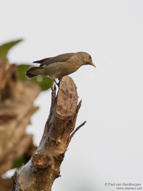 Pale-billed Flowerpecker