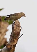 Pale-billed Flowerpecker