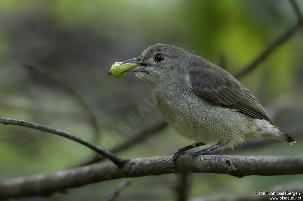 Pale-billed Flowerpeckeradult