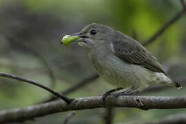 Pale-billed Flowerpecker