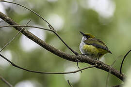 Olive-capped Flowerpecker