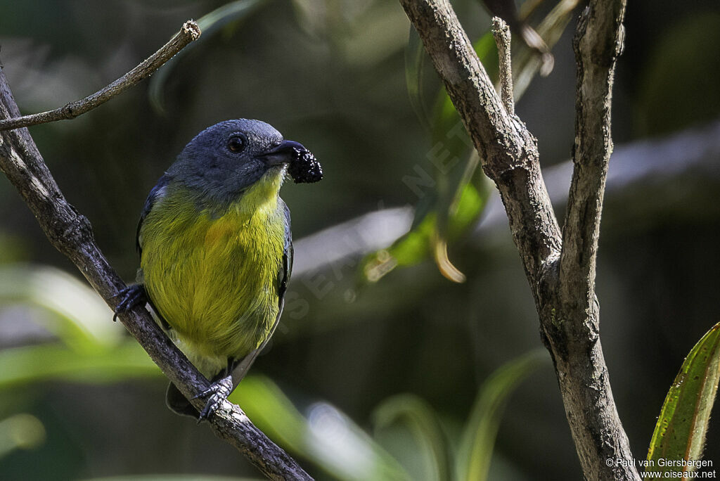 Yellow-rumped Flowerpecker female adult