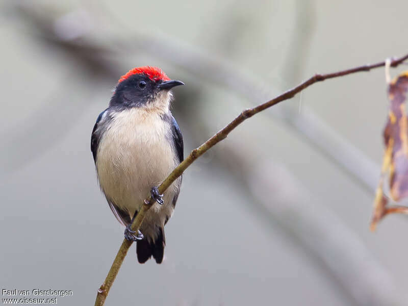 Scarlet-backed Flowerpecker male adult, close-up portrait