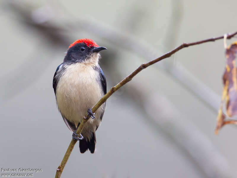 Dicée à dos rouge mâle adulte, portrait