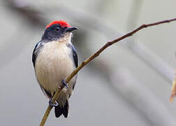 Scarlet-backed Flowerpecker