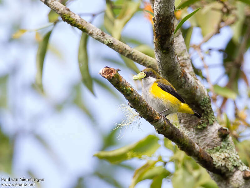 Yellow-sided Flowerpeckeradult